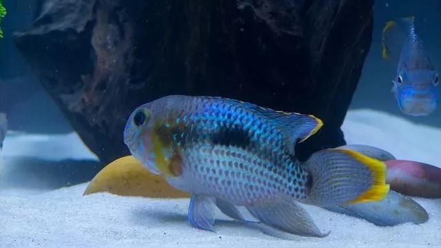 麗麗魚和曼龍魚的區(qū)別：麗麗魚與曼龍魚的區(qū)別有哪些麗麗魚和曼龍魚的區(qū)別