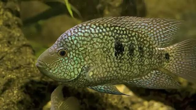 麗麗魚和曼龍魚的區(qū)別：麗麗魚與曼龍魚的區(qū)別有哪些麗麗魚和曼龍魚的區(qū)別