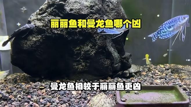 麗麗魚和曼龍魚的區(qū)別：麗麗魚與曼龍魚的區(qū)別有哪些麗麗魚和曼龍魚的區(qū)別