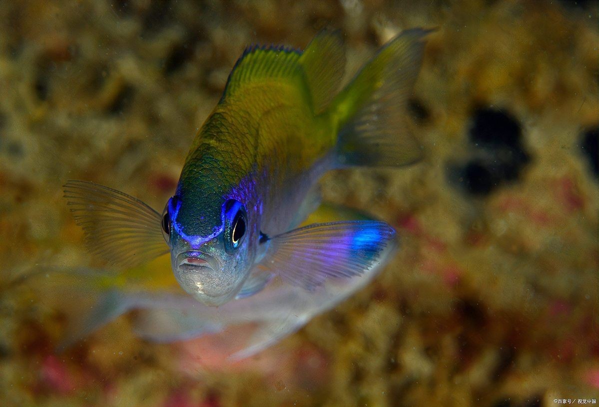 麗麗魚和曼龍魚的區(qū)別：麗麗魚與曼龍魚的區(qū)別有哪些麗麗魚和曼龍魚的區(qū)別