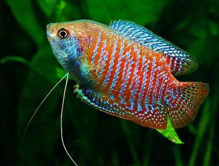 麗麗魚和曼龍魚的區(qū)別：麗麗魚與曼龍魚的區(qū)別有哪些麗麗魚和曼龍魚的區(qū)別