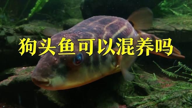 紅圓點狗頭魚為什么能混養(yǎng)：紅圓點狗頭魚混養(yǎng)優(yōu)勢及注意事項