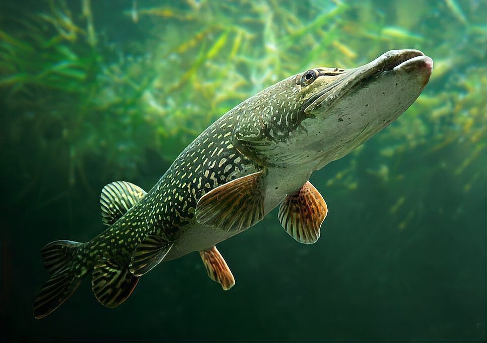 狗魚俗稱什么魚：探秘長壽魚種——狗魚