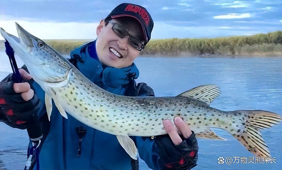 狗魚俗稱什么魚：探秘長壽魚種——狗魚
