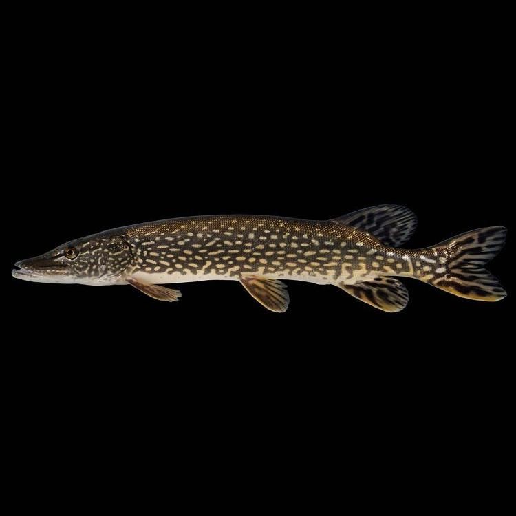 狗魚俗稱什么魚：探秘長壽魚種——狗魚