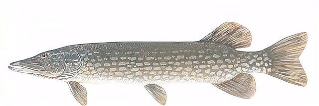 狗魚俗稱什么魚：探秘長壽魚種——狗魚