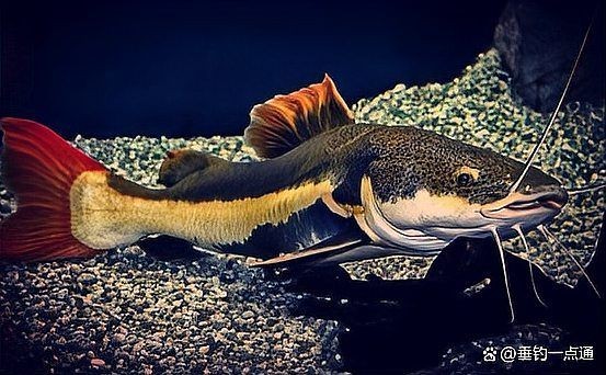 家里養(yǎng)一只鯰魚吉利嗎：家中養(yǎng)鯰魚是否吉利？