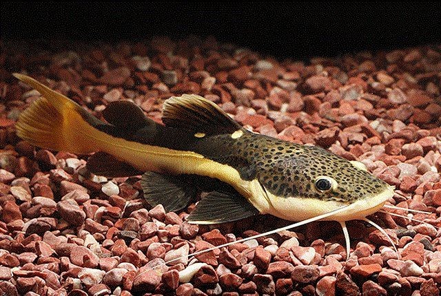 家里養(yǎng)一只鯰魚吉利嗎：家中養(yǎng)鯰魚是否吉利？