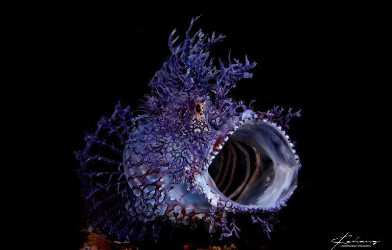 海龍王魚圖片：“海龍王魚圖片”