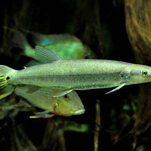 火箭魚圖片：*《火箭魚圖片》*《火箭魚圖片》