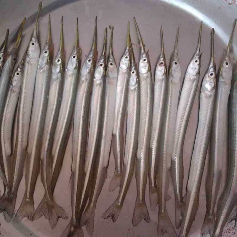火箭魚圖片：*《火箭魚圖片》*《火箭魚圖片》