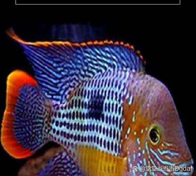 皇冠魚的寓意和象征：皇冠魚的養殖方法