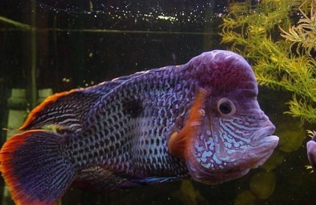 皇冠魚的寓意和象征：皇冠魚的養殖方法