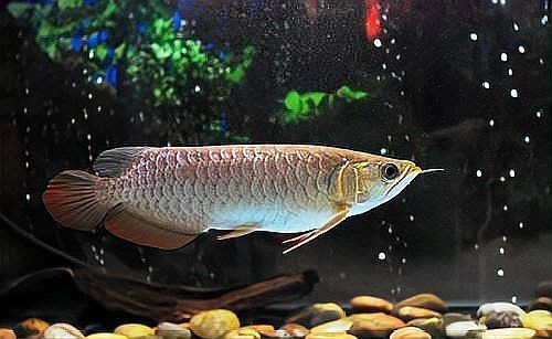 紅龍魚蒙眼最怕三個東西是什么：紅龍魚蒙眼是養(yǎng)殖中常見的健康問題