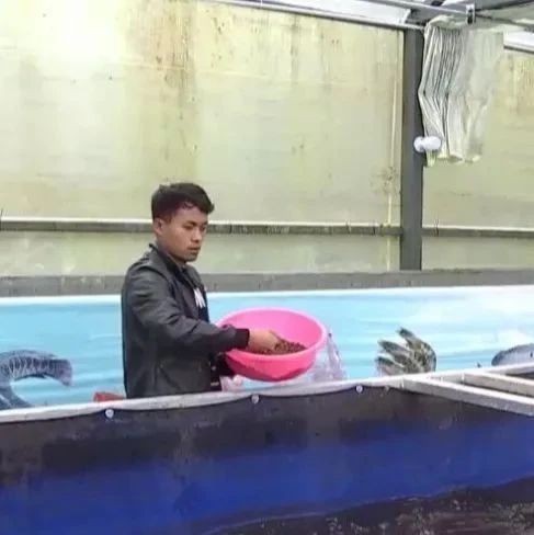 林芝水族店：*《林芝水族店》*