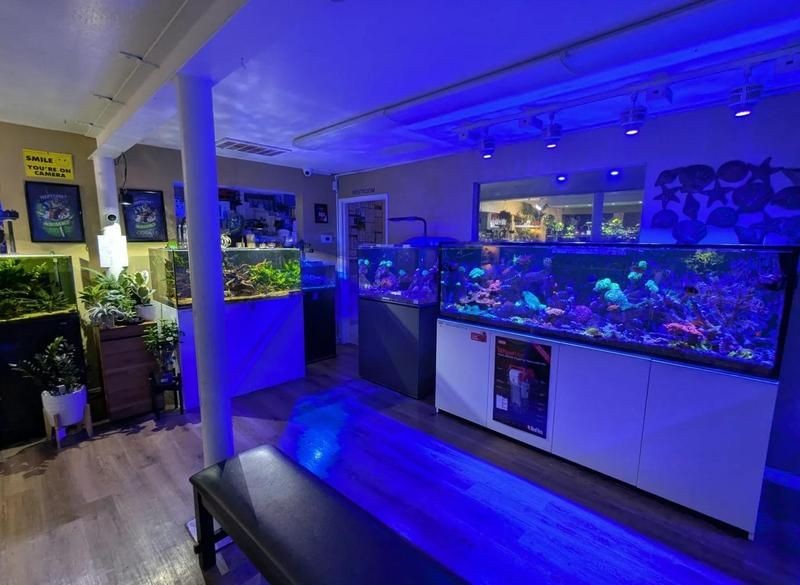 林芝水族店：*《林芝水族店》*