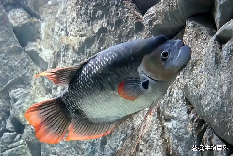 九鼎魚缸的壽命是幾年：九鼎魚缸壽命受多重因素影響通常在合理養護下可維持5-10年