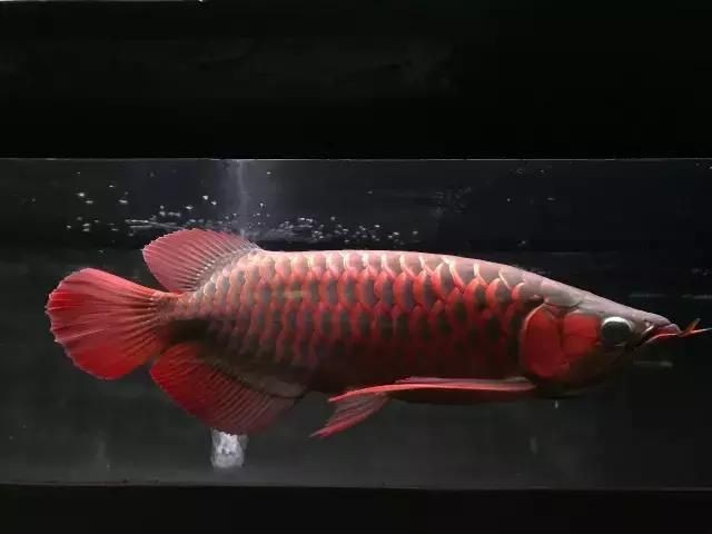 紅龍魚品相圖解：**《紅龍魚品相圖解》*