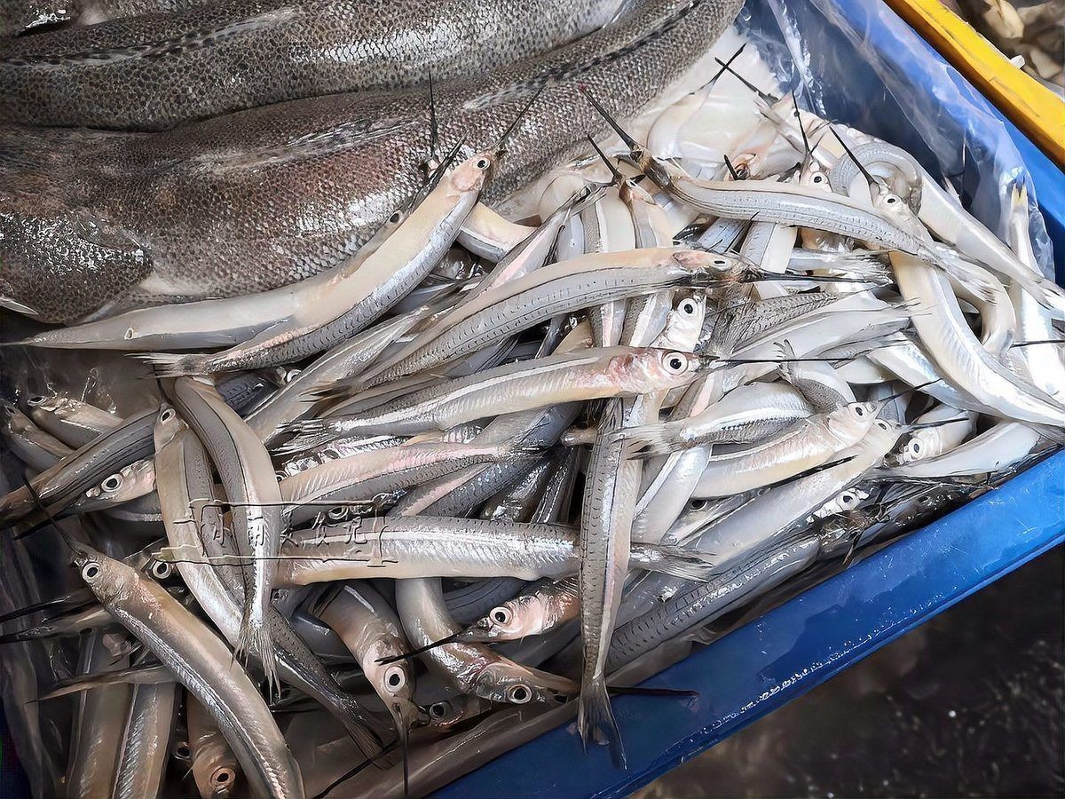 皇家火箭魚不能隨便吃：“皇家火箭魚不能隨便吃”警示背后，關乎生態保護與法律規范