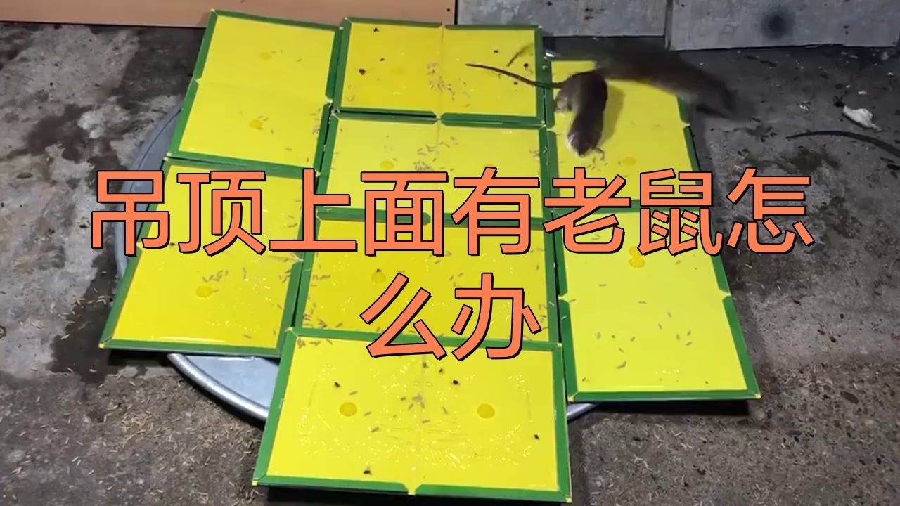 家里吊頂里面有老鼠怎么辦：吊頂上有老鼠怎么辦