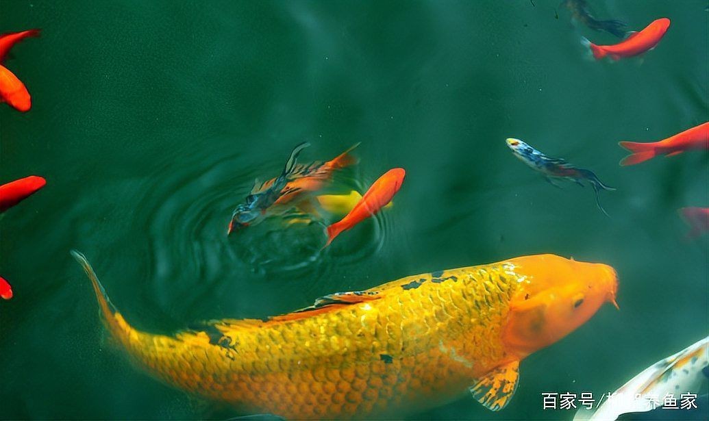 冷水觀賞魚養(yǎng)殖技巧：養(yǎng)冷水魚超簡單！這10款懶人也能養(yǎng)好，新手入門必看！