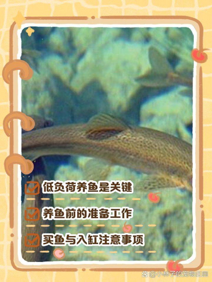 冷水觀賞魚養(yǎng)殖技巧：養(yǎng)冷水魚超簡單！這10款懶人也能養(yǎng)好，新手入門必看！