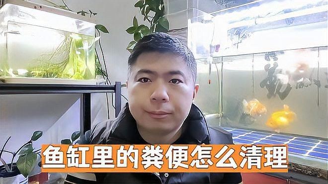 養什么能清理魚缸糞便【《養什么能清理魚缸糞便》在水族養殖中，魚缸糞便的處理是個棘手問題】