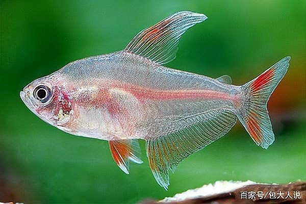 紅大鉤扯旗魚可以混養(yǎng)嗎【紅大鉤扯旗魚可以混養(yǎng)嗎？】
