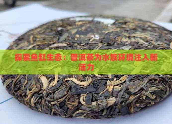 普洱魚缸店【普洱地區的魚缸店為當地水族愛好者提供了多樣化的服務與產品】