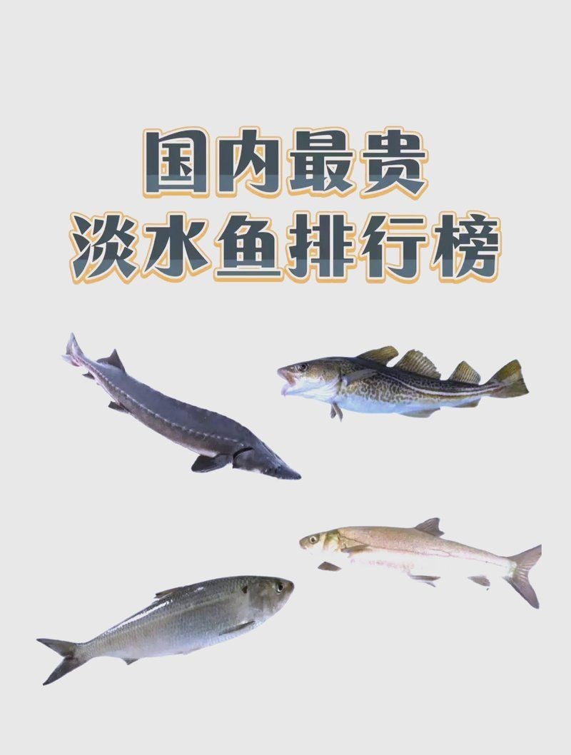 中國最貴的魚多少錢一斤【中國價格最貴的10種淡水魚，吃過3種以上算我輸】