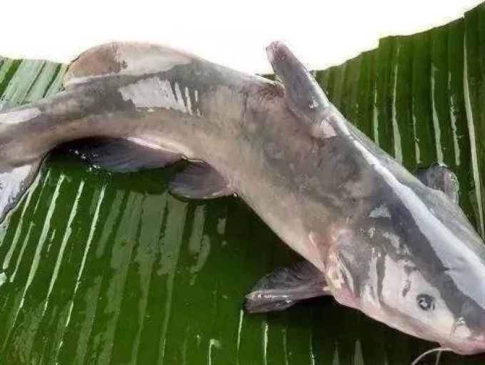 中國最貴的魚多少錢一斤【中國價格最貴的10種淡水魚，吃過3種以上算我輸】