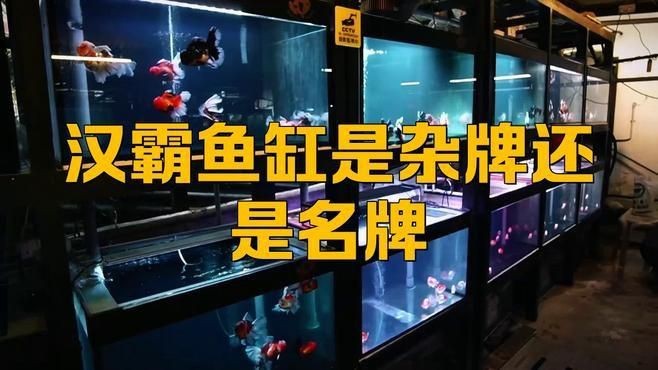 漢霸魚缸是雜牌還是名牌【家用魚缸十大名牌排名】 漢霸魚缸是雜牌還是名牌【家用魚缸十大名牌排名】 龍魚論壇 第2張
