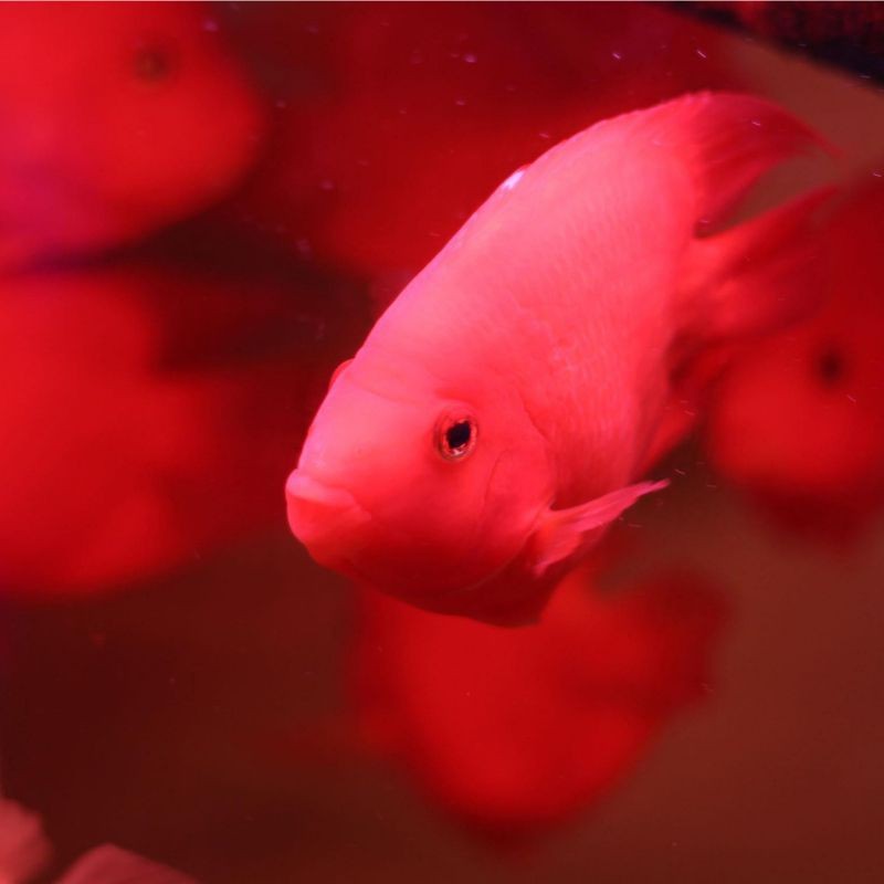 紅圓點(diǎn)狗頭魚是雜交的還是進(jìn)口的，如何辨別紅圓點(diǎn)狗頭魚的品質(zhì)