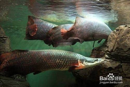 海象魚混養，關于海象魚混養的幾點建議
