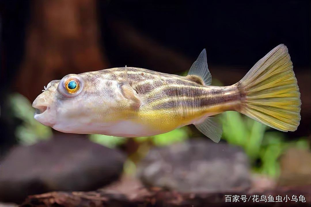 河豚與斑馬狗頭最簡單區分，如何區分不同種類的河豚