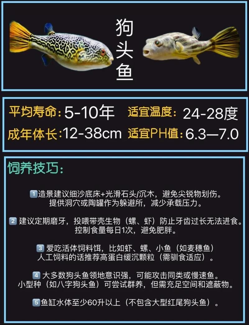 河豚與斑馬狗頭最簡單區分，如何區分不同種類的河豚