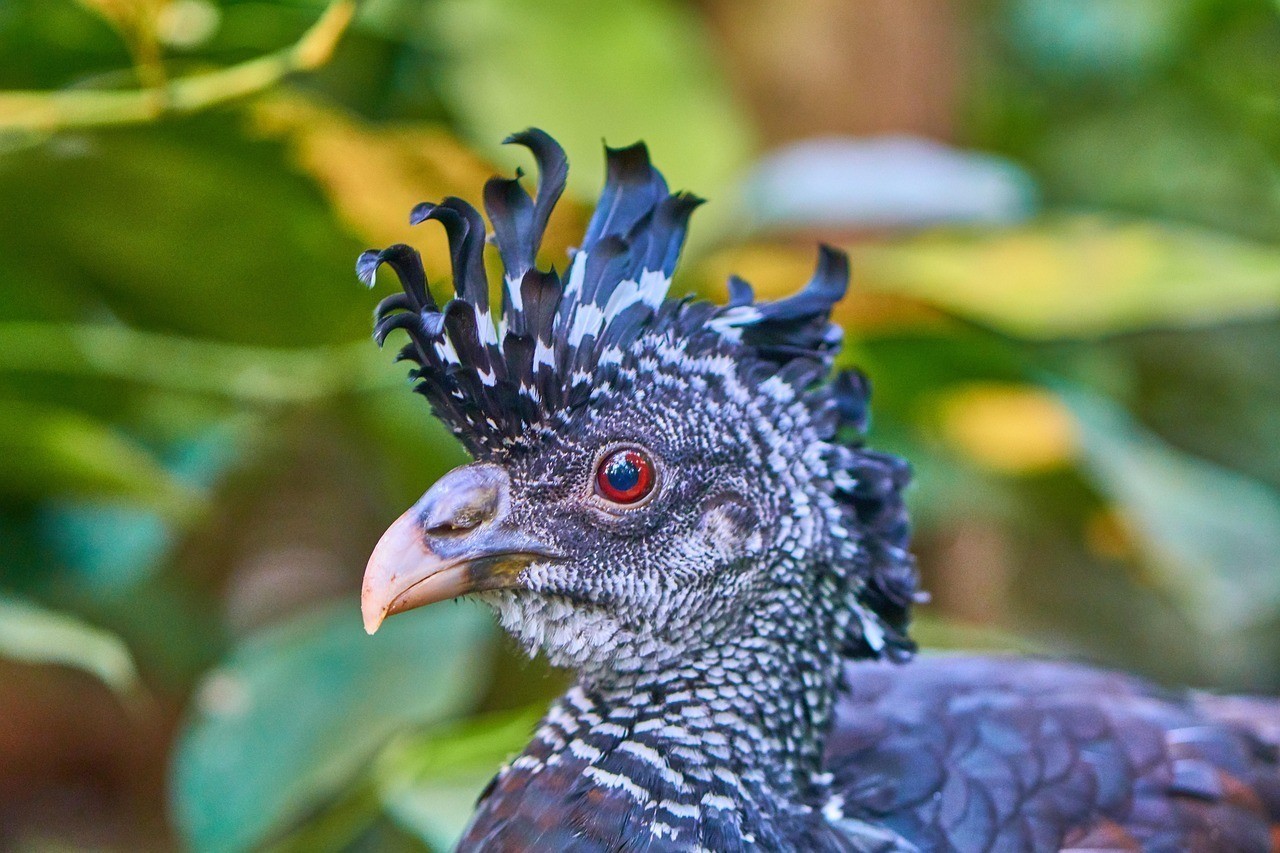 虎紋恐龍和龍魚混養好嗎圖片：虎紋恐龍和龍魚混養好嗎圖片大全，虎紋恐龍與龍魚混養注意事項