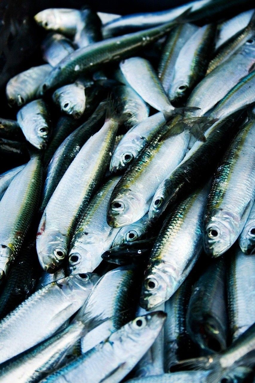 那種雷龍魚好看又便宜：那種雷龍魚好看又便宜又好養，《那種雷龍魚可能會因為環境變化而產生反應而產生反應
