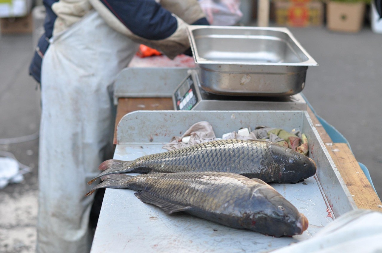招財龍魚是吉魚還是兇魚，《招財龍魚是吉魚還是兇魚》招財龍魚為何被視為吉祥之選