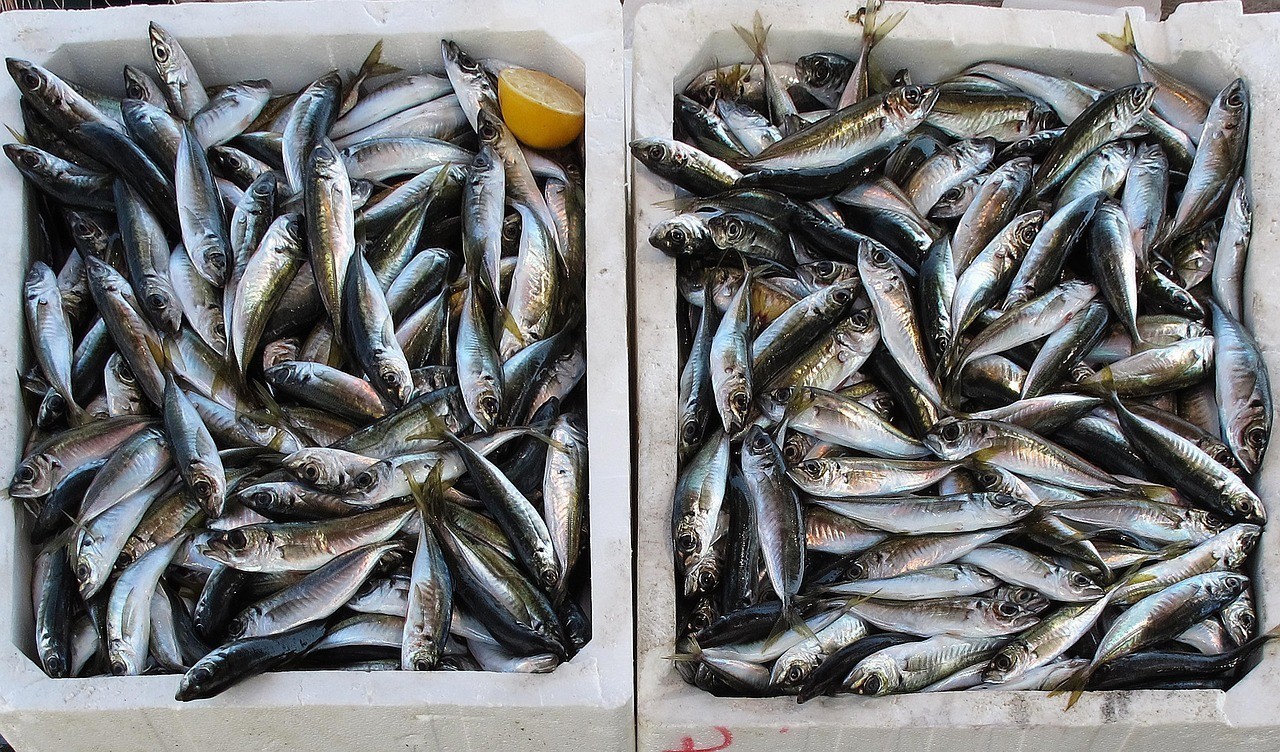 銀龍魚多大才開始吃魚，銀龍魚的捕獵技能生疏，銀龍魚的捕食小魚的三步訓練法