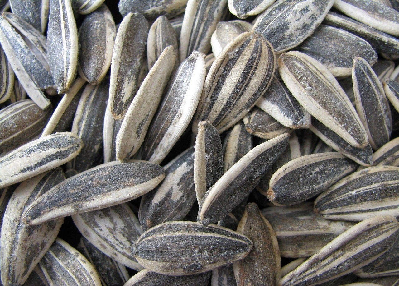 養(yǎng)金龍魚對主人的好處，《養(yǎng)金龍魚對主人的好處》金龍魚對主人的好處