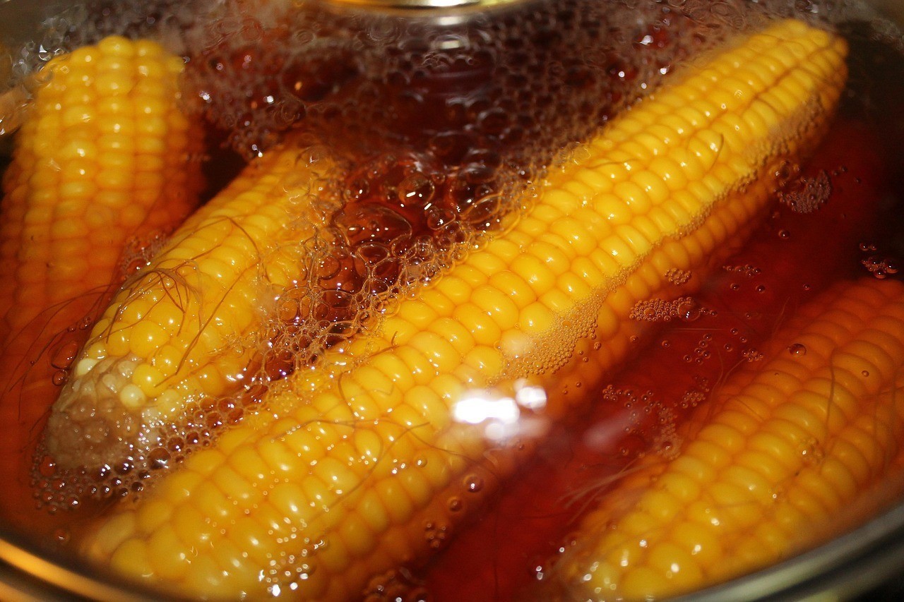 養(yǎng)金龍魚的高度要求，養(yǎng)殖金龍魚的注意事項