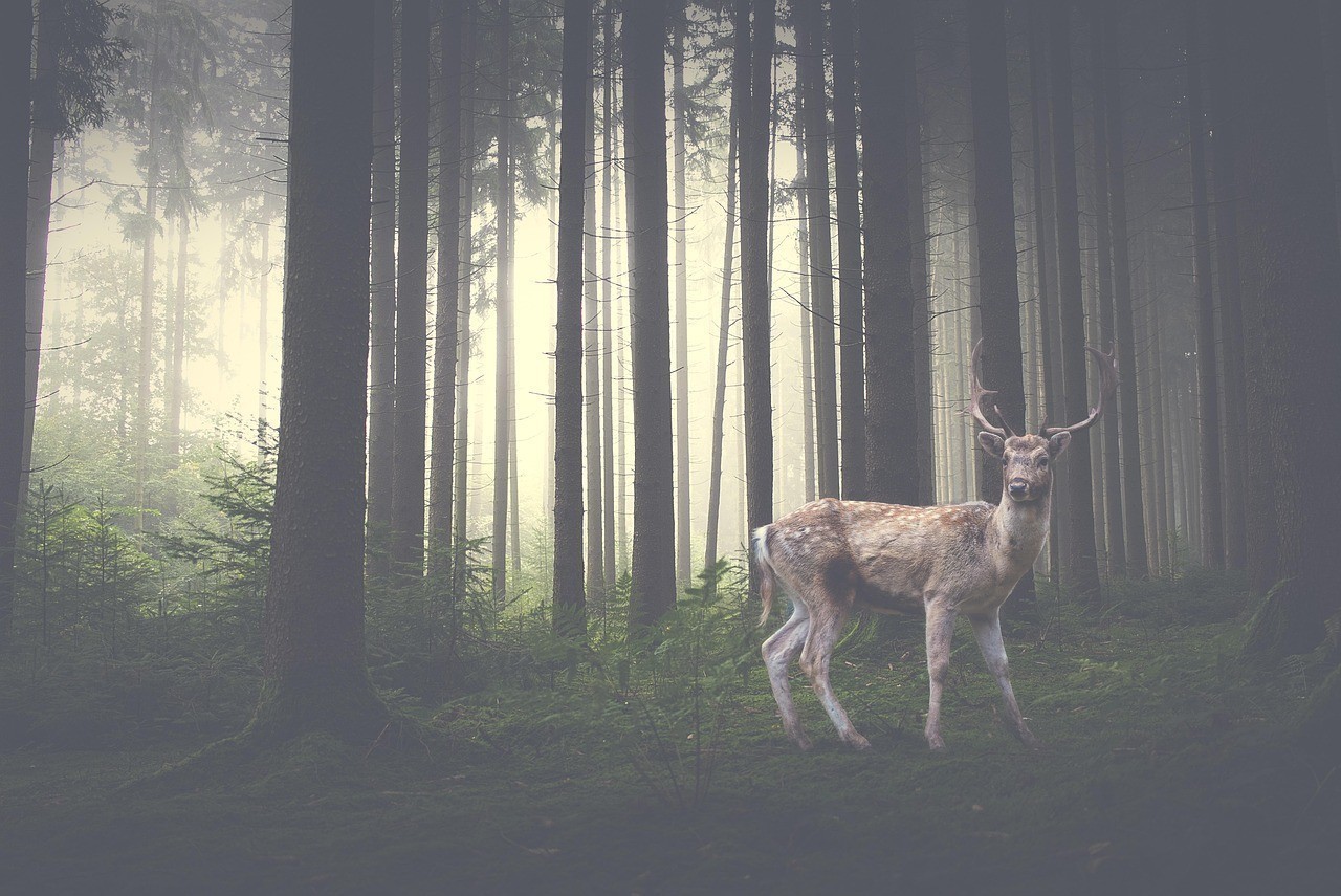 鱘龍魚是保護(hù)動物還是野生，國家一級保護(hù)野生動物名錄：鱘龍魚是否屬于國家一級保護(hù)動物