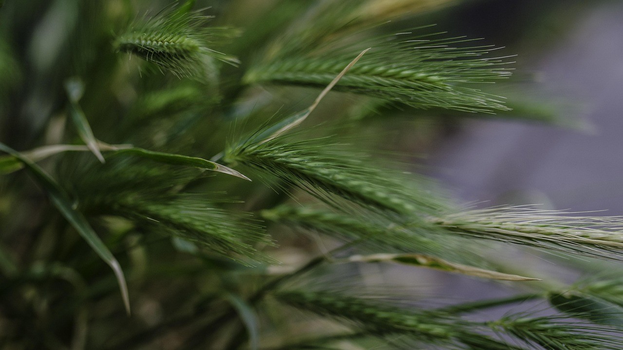 小草金喂龍魚前如何殺菌，小草金喂龍魚前殺菌處理