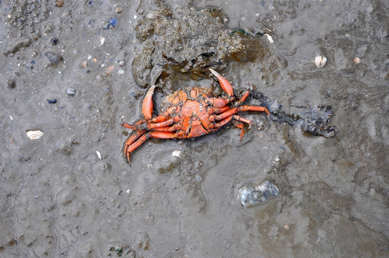 曼龍魚突然死的原因，曼龍魚突然死亡怎么辦 曼龍魚突然死的原因，曼龍魚突然死亡怎么辦 水族問答 第1張