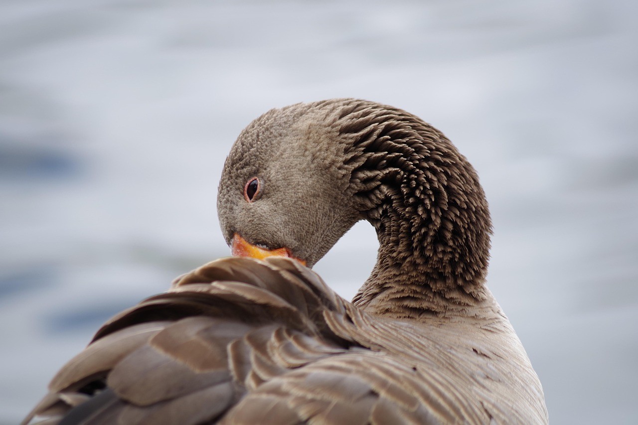龍魚鎮宅最厲害三個品牌，海納利龍魚品牌的優勢