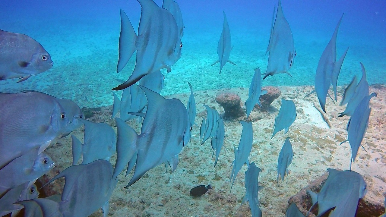 龍魚(yú)鎮(zhèn)宅的三個(gè)最佳時(shí)間，龍魚(yú)鎮(zhèn)宅的最佳入場(chǎng)時(shí)間