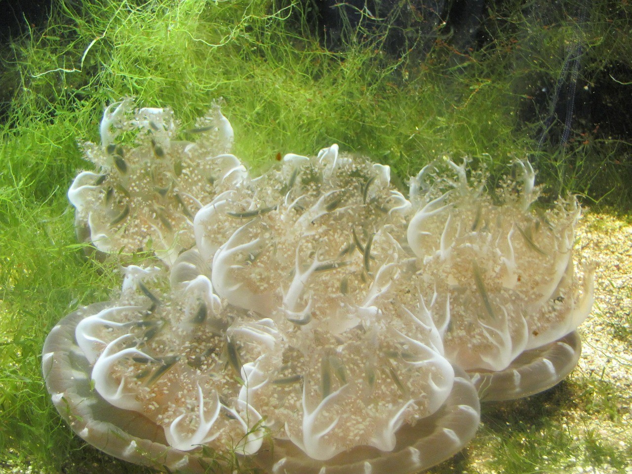 龍魚在缸底游要警惕，《心龍魚在缸底游的警惕》 龍魚在缸底游要警惕，《心龍魚在缸底游的警惕》 水族問答 第2張
