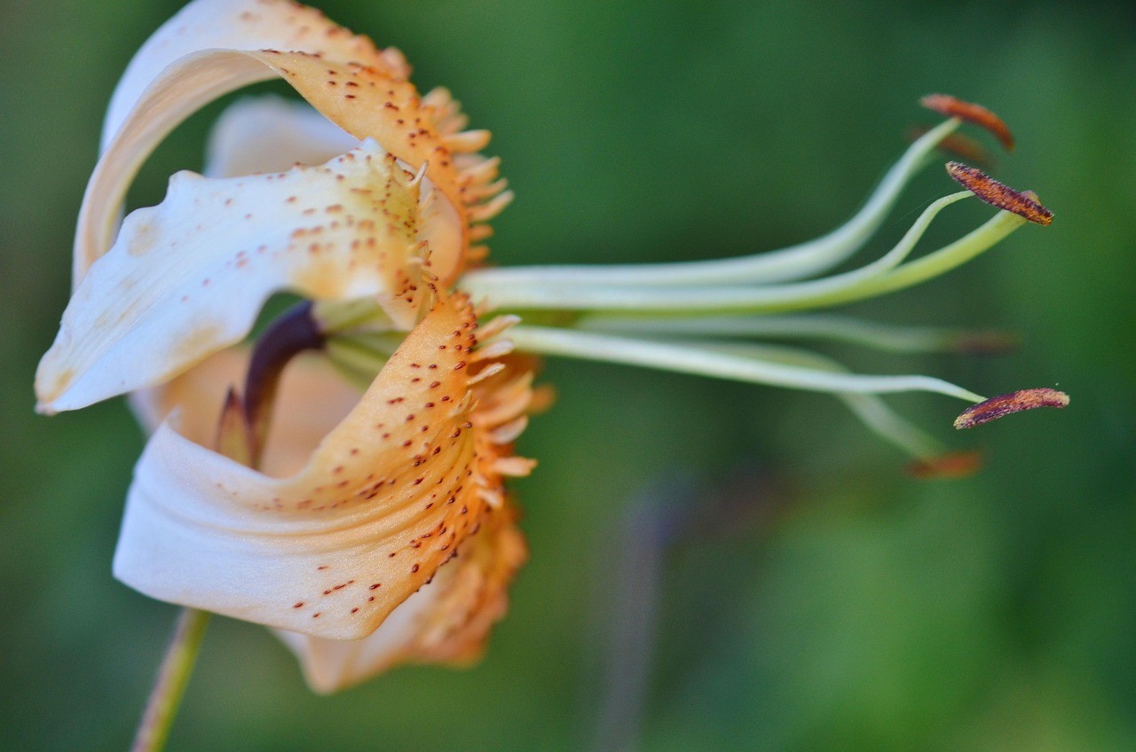 龍魚在愛情里的意思，《龍魚在愛情中則會呈現》