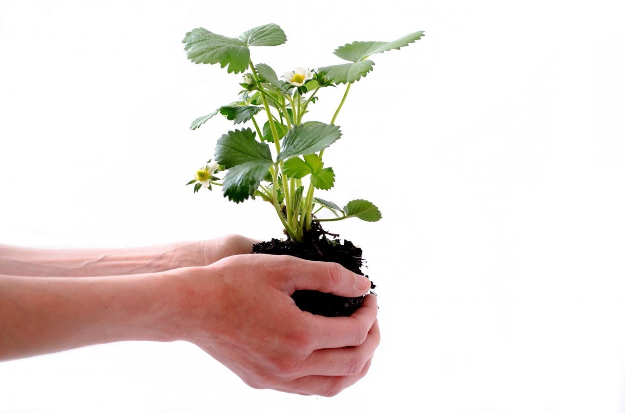 龍魚(yú)幼苗怎么養(yǎng)，《龍魚(yú)幼苗怎么養(yǎng)》龍魚(yú)幼苗養(yǎng)殖需精心呵護(hù)，水質(zhì)是關(guān)鍵